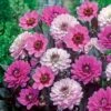 6 Dahlias à Feuillage Pourpre -Promos Arbozine Boutique 101089 1 1706103486670