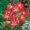 3 Amaryllis De Jardin Sonatini Eye Catcher 2 3 Amaryllis De Jardin Sonatini Eye Catcher -Promos Arbozine Boutique 101090 1 1706103458089