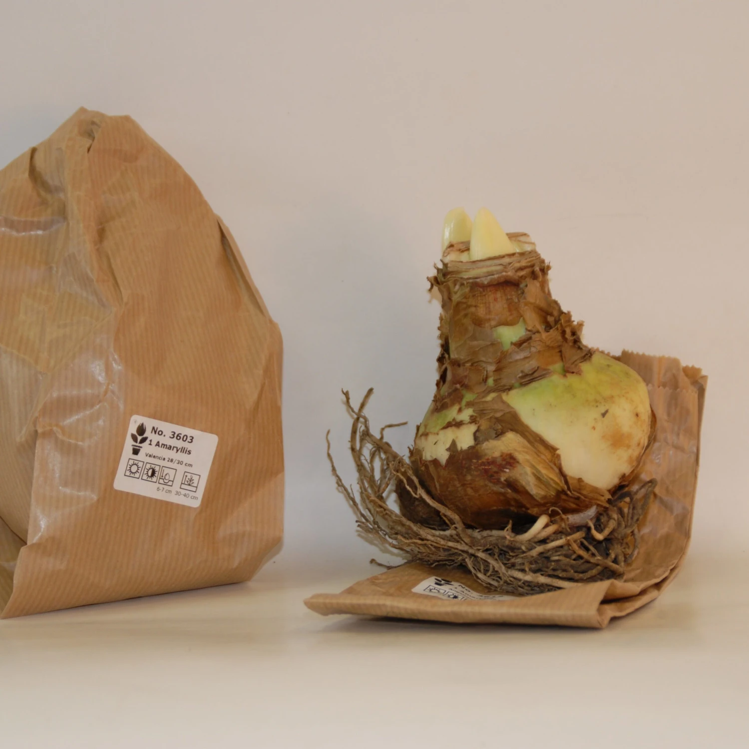 3 Amaryllis De Jardin Sonatini Eye Catcher 4 3 Amaryllis De Jardin Sonatini Eye Catcher – Image 2