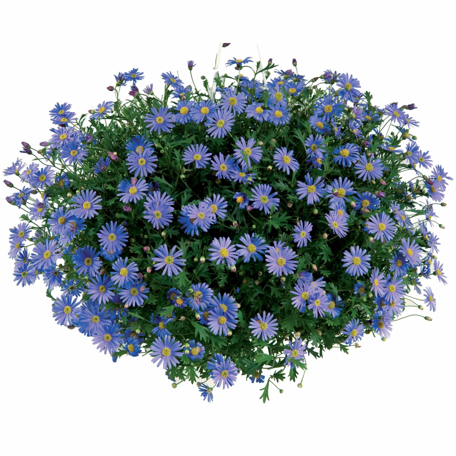 3 Brachycomes 4 3 Brachycomes – Image 2