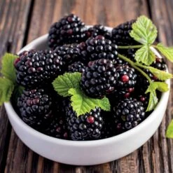 Mûrier Thornless Evergreen