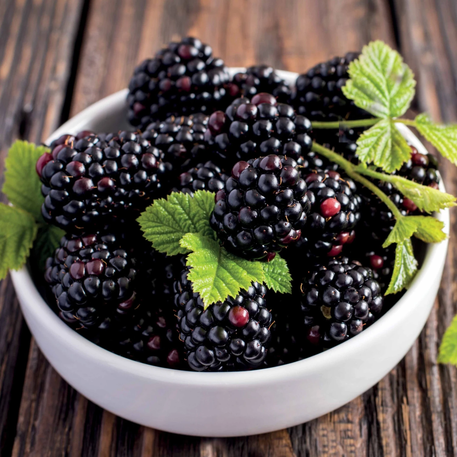 Mûrier Thornless Evergreen 3 Mûrier Thornless Evergreen