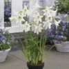 3 Amaryllis De Jardin Sonatini Blanc -Promos Arbozine Boutique 101381 1 1706088633107