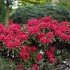 Rhododendron Scarlet Wonder 1 Rhododendron Scarlet Wonder -Promos Arbozine Boutique 103105 1