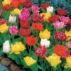 80 Tulipes Doubles Murillo En Mélange 2 80 Tulipes Doubles Murillo En Mélange -Promos Arbozine Boutique 103714 1