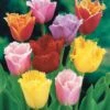 20 Tulipes Frangées En Mélange -Promos Arbozine Boutique 103721 1