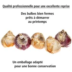 Collection De 9 Jacinthes : Ostara, Jan Bos, Carnegie -Promos Arbozine Boutique 103726 5