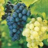 Collection De 2 Vignes : Muscat De Hambourg Et Chasselas De Fontainebleau -Promos Arbozine Boutique 103766 1