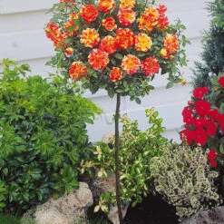 Collection De 2 Mini-rosiers Sur Tiges Armida Et Mousha 7 Collection De 2 Mini-rosiers Sur Tiges Armida Et Mousha -Promos Arbozine Boutique 103789 3