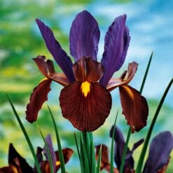 40 Iris De Hollande Colorés En Mélange 10 40 Iris De Hollande Colorés En Mélange -Promos Arbozine Boutique 103794 2