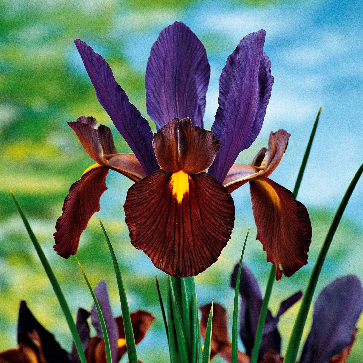 40 Iris De Hollande Colorés En Mélange 5 40 Iris De Hollande Colorés En Mélange – Image 3