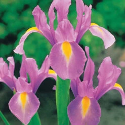 40 Iris De Hollande Colorés En Mélange 12 40 Iris De Hollande Colorés En Mélange -Promos Arbozine Boutique 103794 3