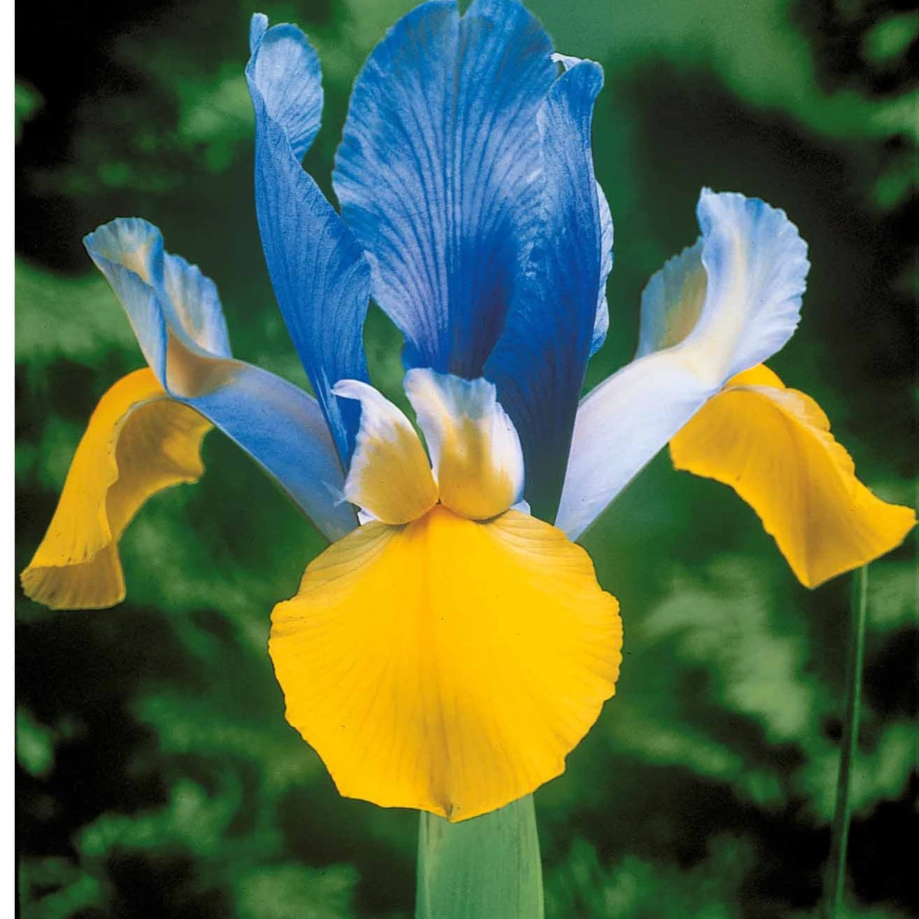 40 Iris De Hollande Colorés En Mélange 4 40 Iris De Hollande Colorés En Mélange – Image 2