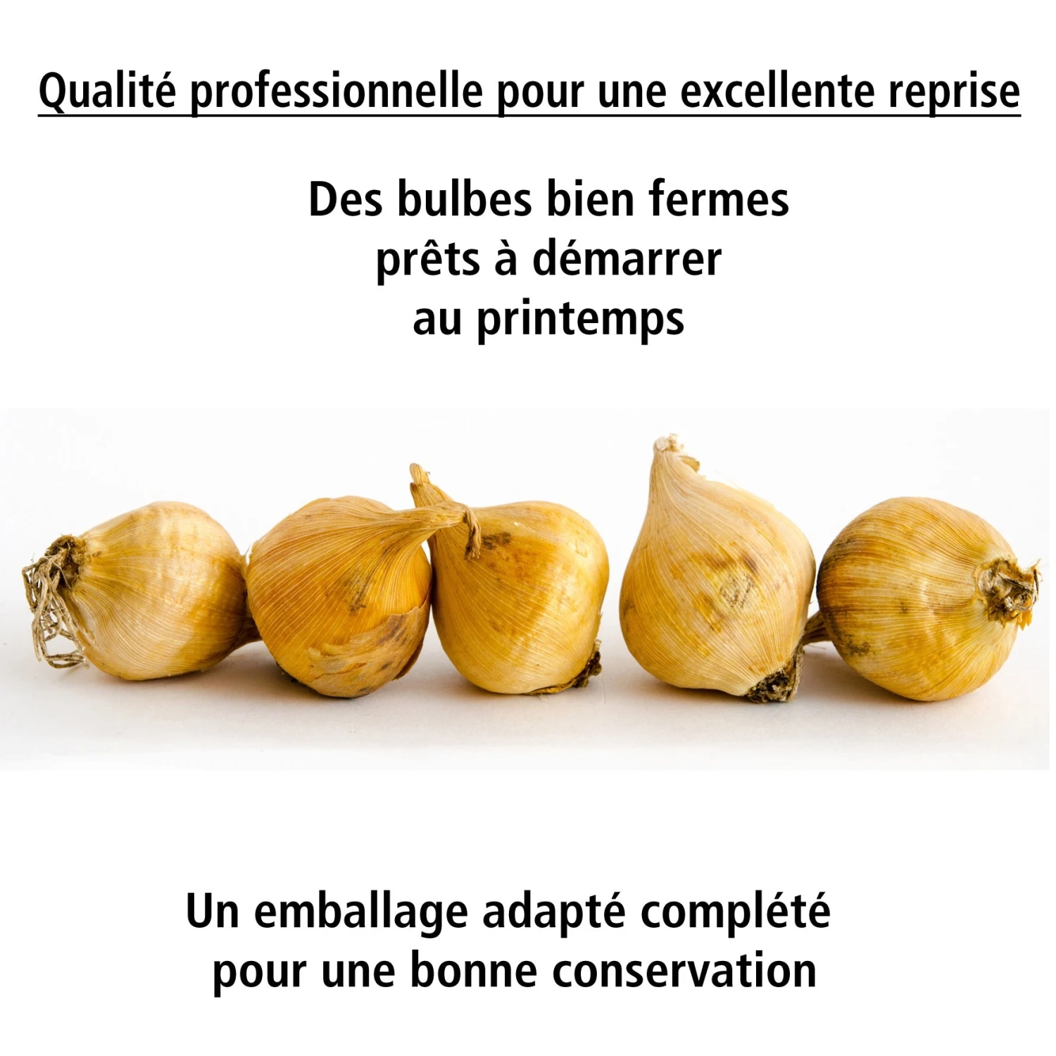 40 Iris De Hollande Colorés En Mélange 8 40 Iris De Hollande Colorés En Mélange – Image 6