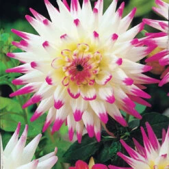 8 Dahlias Cactus En Mélange -Promos Arbozine Boutique 103825 1