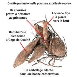 8 Dahlias Cactus En Mélange -Promos Arbozine Boutique 103825 3