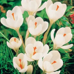 60 Crocus Blanc Violet, Jaune, Blanc, Violet En Mélange -Promos Arbozine Boutique 103847 3