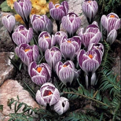 60 Crocus Blanc Violet, Jaune, Blanc, Violet En Mélange -Promos Arbozine Boutique 103847 4