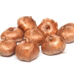 60 Crocus Blanc Violet, Jaune, Blanc, Violet En Mélange -Promos Arbozine Boutique 103847 5