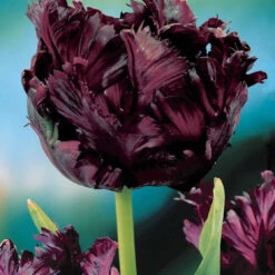 Collection De 24 Tulipes Perroquet : Princesse Irene, Black Parrot, Apric -Promos Arbozine Boutique 104010 3