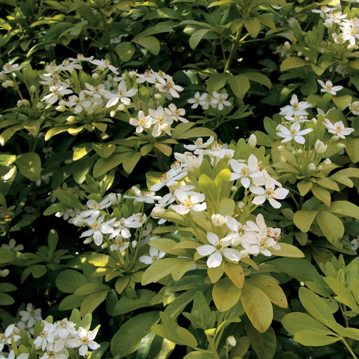 Collection De 2 Arbustes : érable Pourpre Et Oranger Du Mexique Doré 7 Collection De 2 Arbustes : érable Pourpre Et Oranger Du Mexique Doré – Image 5