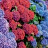 Collection De 4 Hortensias Rouges Et Bleus -Promos Arbozine Boutique 104056 1