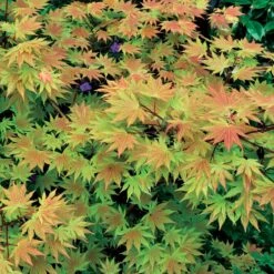 Erable Du Japon Rêve Orange 10 Erable Du Japon Rêve Orange -Promos Arbozine Boutique 38616 6