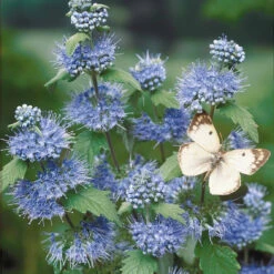 Caryopteris Heavenly Blue -Promos Arbozine Boutique 44237 4 1700230781957