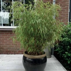 Bambou Fargesia Rufa Non-traçant 9 Bambou Fargesia Rufa Non-traçant -Promos Arbozine Boutique 44329 3