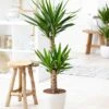 Yucca Elephantipes 1 Yucca Elephantipes -Promos Arbozine Boutique 46228 1 1704793185558