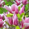 Magnolia De Soulange