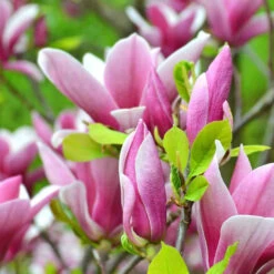 Magnolia De Soulange