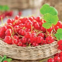 Groseillier Jonkheer Van Tets -Promos Arbozine Boutique 71046 4