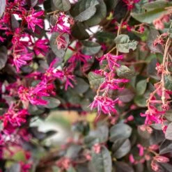 Loropétale Black Pearl -Promos Arbozine Boutique ADO 018110 2 1706621472963