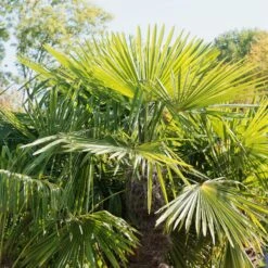 Promos Arbozine Boutique -Promos Arbozine Boutique ADO 018382 2 1706621706745