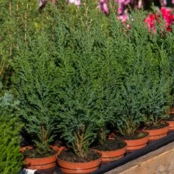 Collection De 5 Conifères Persistants -Promos Arbozine Boutique ADO 020150 3 1704812177168