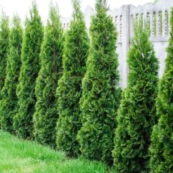 Collection De 5 Conifères Persistants -Promos Arbozine Boutique ADO 020150 4 1704812108856