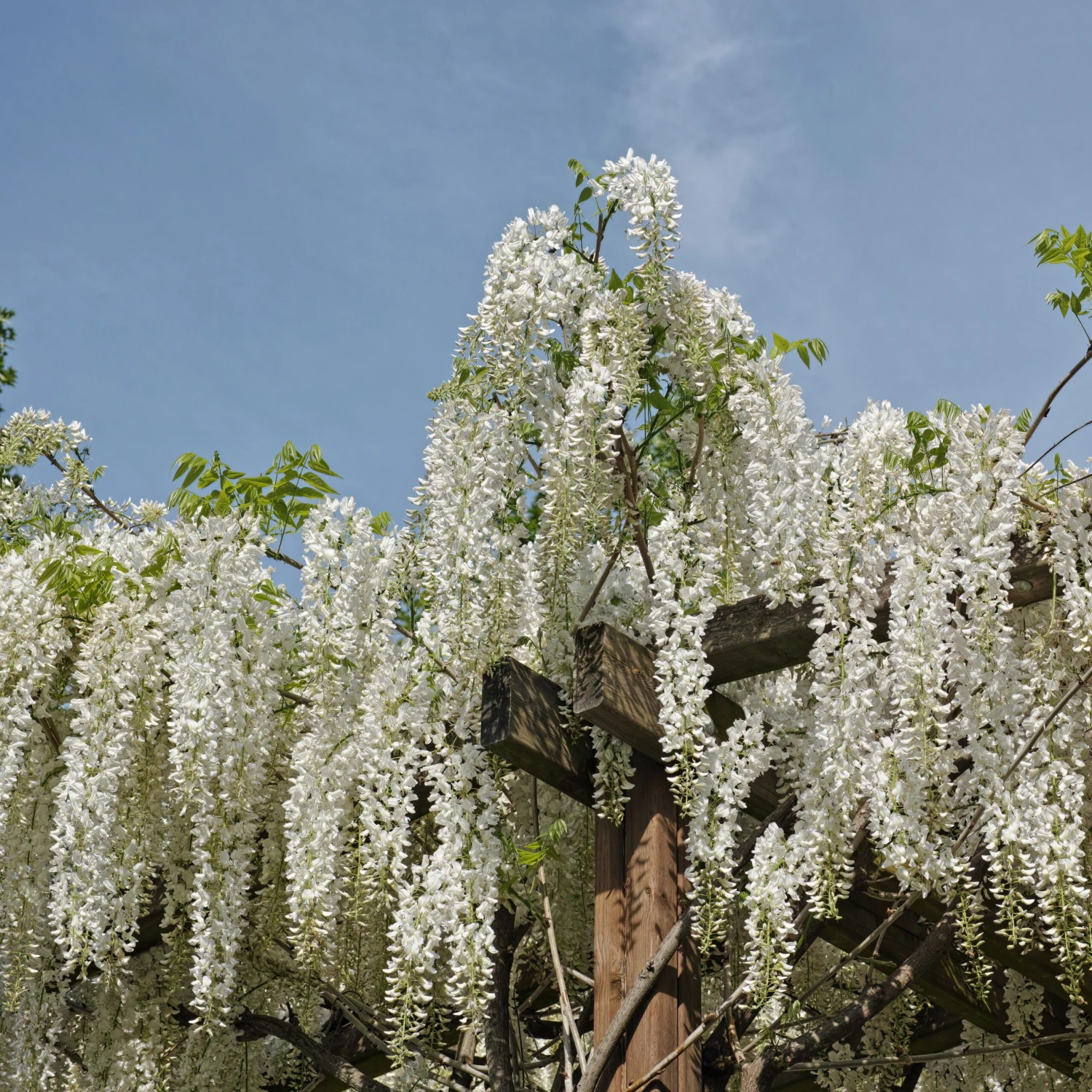Glycine Blanche Sur Tige 5 Glycine Blanche Sur Tige – Image 3