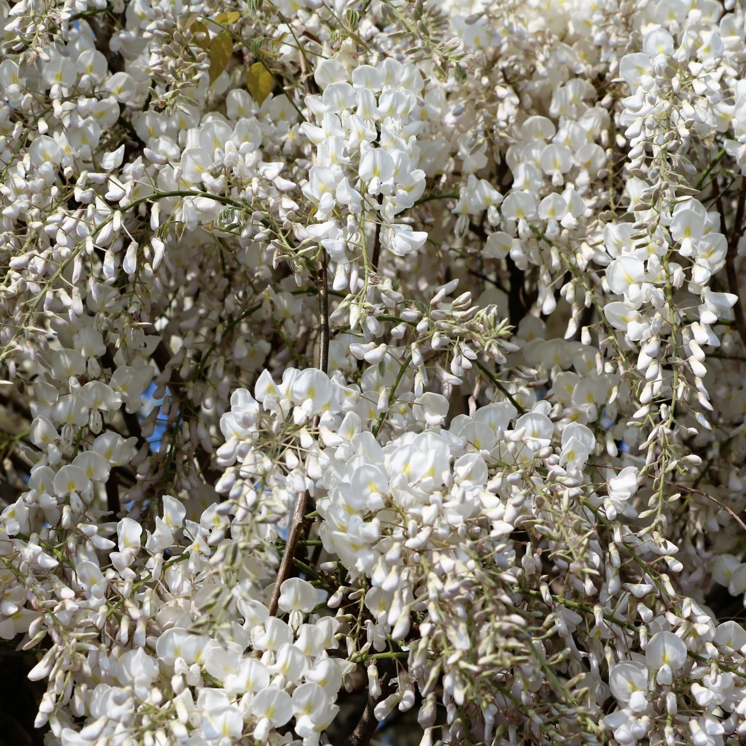 Glycine Blanche Sur Tige 6 Glycine Blanche Sur Tige – Image 4