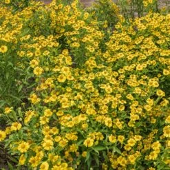 Collection De 15 Plantes Vivaces - 2 M² -Promos Arbozine Boutique ADO 020522 2 1704364485304