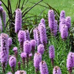 Collection De 15 Plantes Vivaces - 2 M² -Promos Arbozine Boutique ADO 020522 6 1704364403770