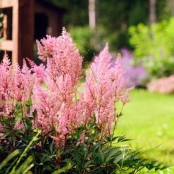 Collection De 15 Plantes Vivaces - 2 M² -Promos Arbozine Boutique ADO 020522 8 1704364370511