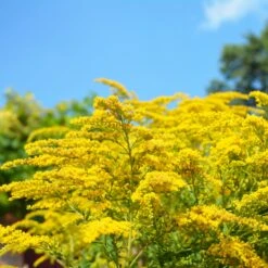 Collection De 15 Plantes Vivaces - 2 M² -Promos Arbozine Boutique ADO 020522 9 1704364341691