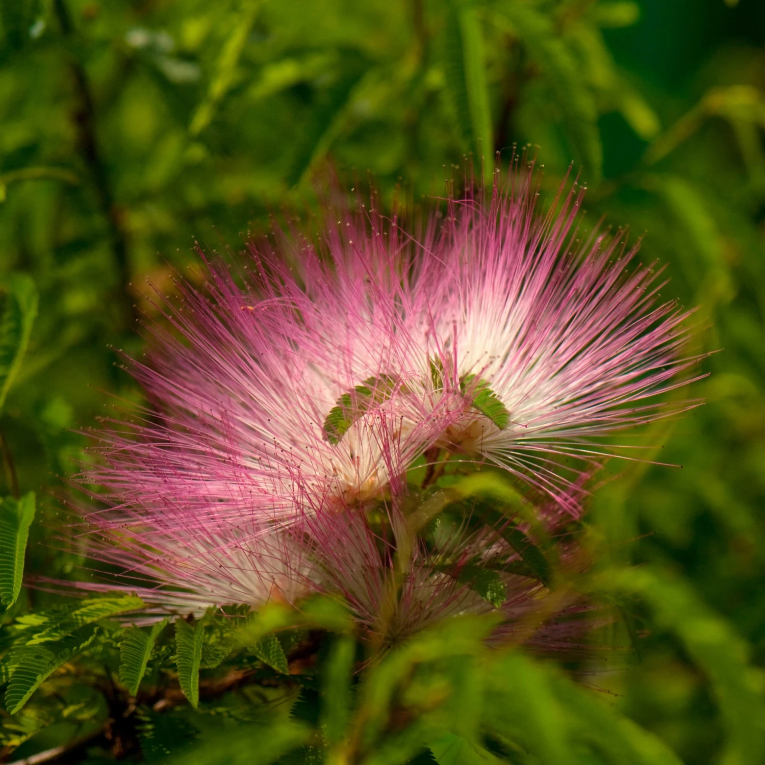 Calliandra Surinamensis Pink Powder Puff Sur Tige 5 Calliandra Surinamensis Pink Powder Puff Sur Tige – Image 3
