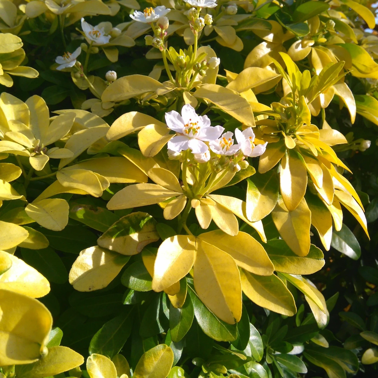 Collection De 2 Arbustes : érable Pourpre Et Oranger Du Mexique Doré 6 Collection De 2 Arbustes : érable Pourpre Et Oranger Du Mexique Doré – Image 4