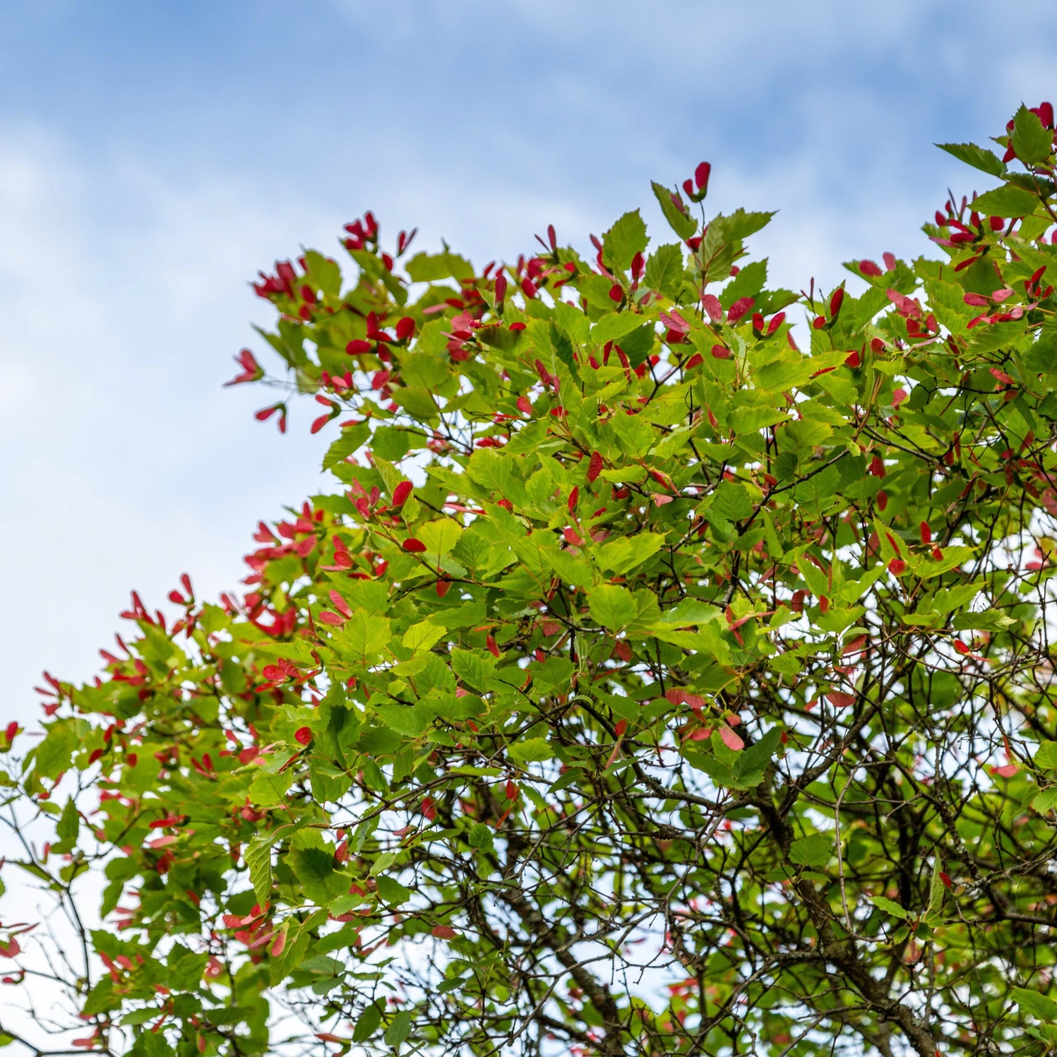 Erable Du Fleuve Amour 3 Erable Du Fleuve Amour – Image 2