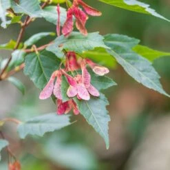 Erable Du Fleuve Amour 10 Erable Du Fleuve Amour -Promos Arbozine Boutique ADO 028202 3 1706627726955