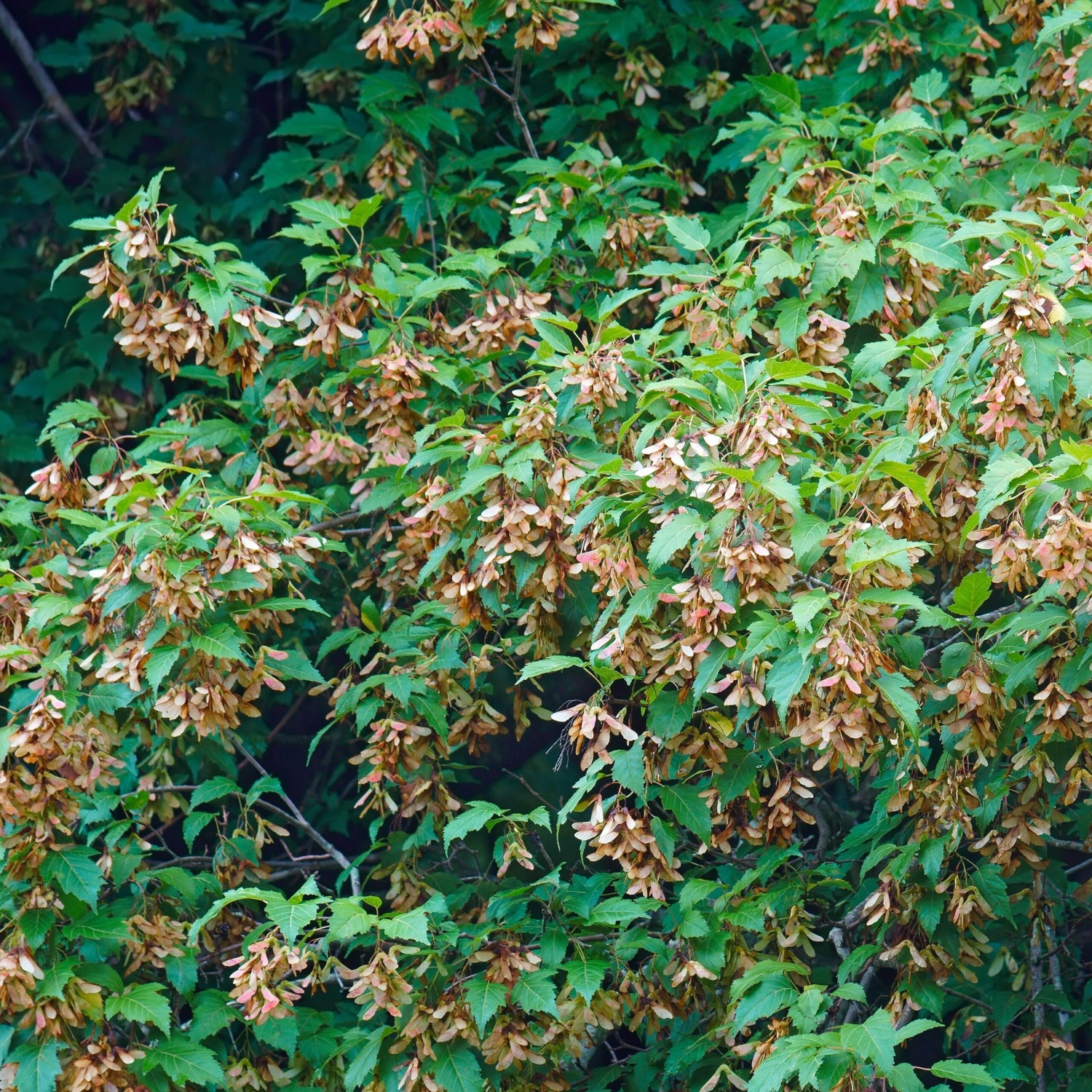 Erable Du Fleuve Amour 6 Erable Du Fleuve Amour – Image 5