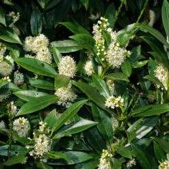 Laurier-Cerise Laurier Palme Otto Luyken 8 Laurier-Cerise Laurier Palme Otto Luyken -Promos Arbozine Boutique ADO 028327 2 1706695490400