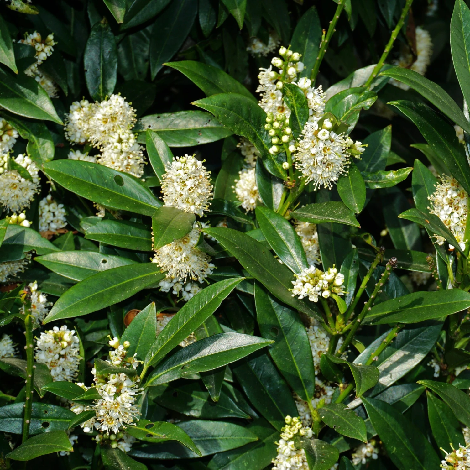 Laurier-Cerise Laurier Palme Otto Luyken 5 Laurier-Cerise Laurier Palme Otto Luyken â Image 3